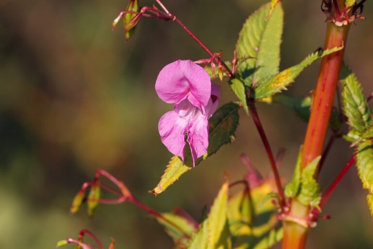 The Impact of Political Fund Management on Democracy: Skyexchange login, World777 login, Golds bet login