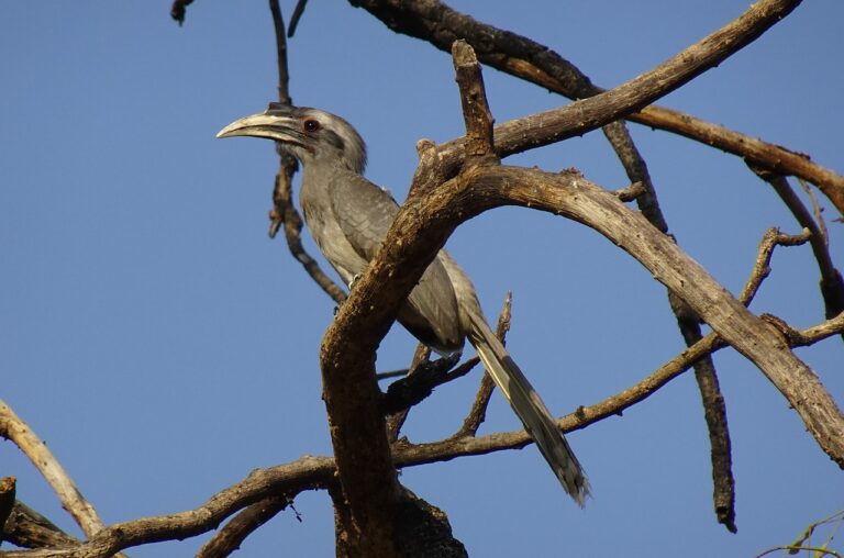 Gender and Political Fundraising: Challenges and Opportunities: Laser 247 new id login, Lotus betting sign up, 11xplay.pro