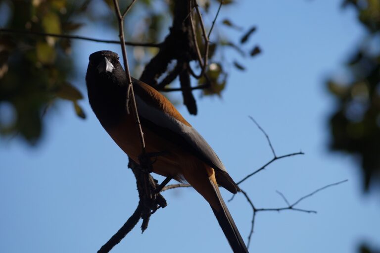 Ethical Fundraising Strategies for Political Campaigns: Bet bhai.com, Cricket99 bet login, Diamondexch9.com