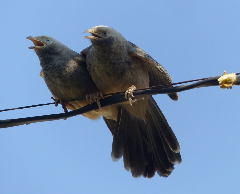 Exploring the Role of Religion in Voter Decision-Making