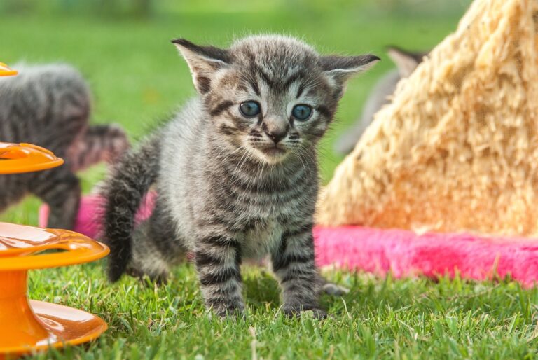 How to Create a Positive Feedback Culture in Youth Cricket Programs: World 777 online id, 11xplay reddy login, Betbook 247.com