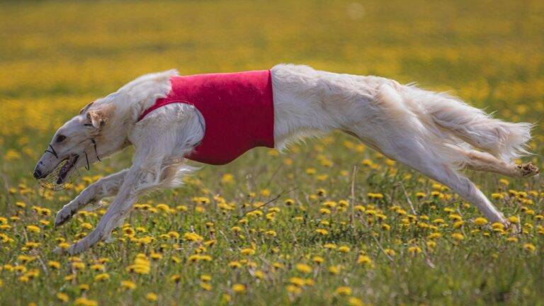 The Role of Social Media in Public Relations: Sky247 log in, Gold365, Gold win 365