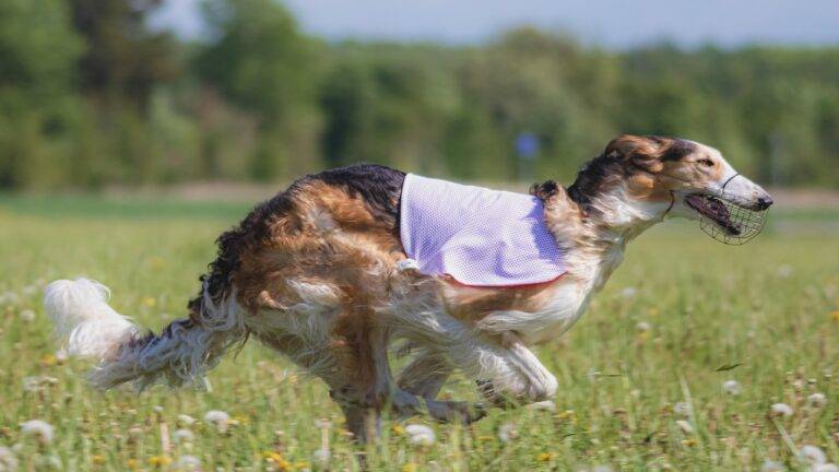 The Importance of Visual Storytelling on Social Media: Sky247login, 11xplay, Playexch 99