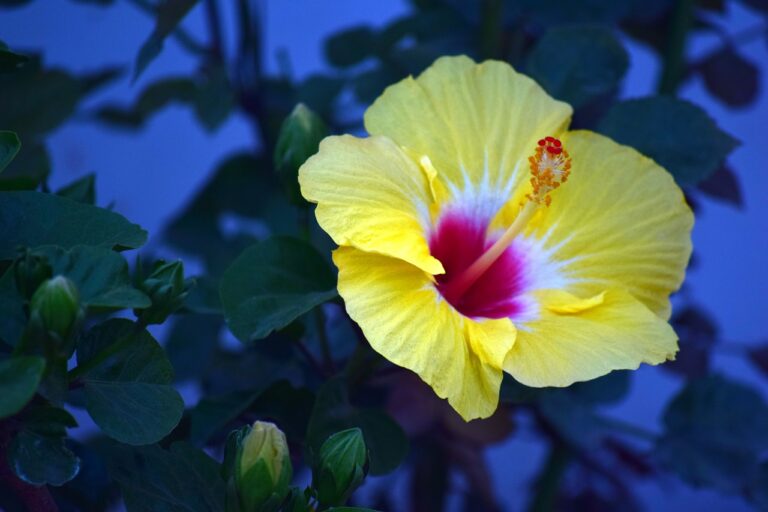 Coffee and Aging: How Your Taste Preferences Change: Laser 247 book, Silverexch com, 11xplay