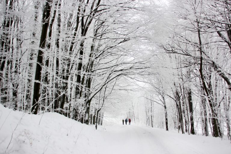 Regulatory Trends in Automotive Data Ownership Rights: Cricbet99 id password, Sky99 login, Ready book club