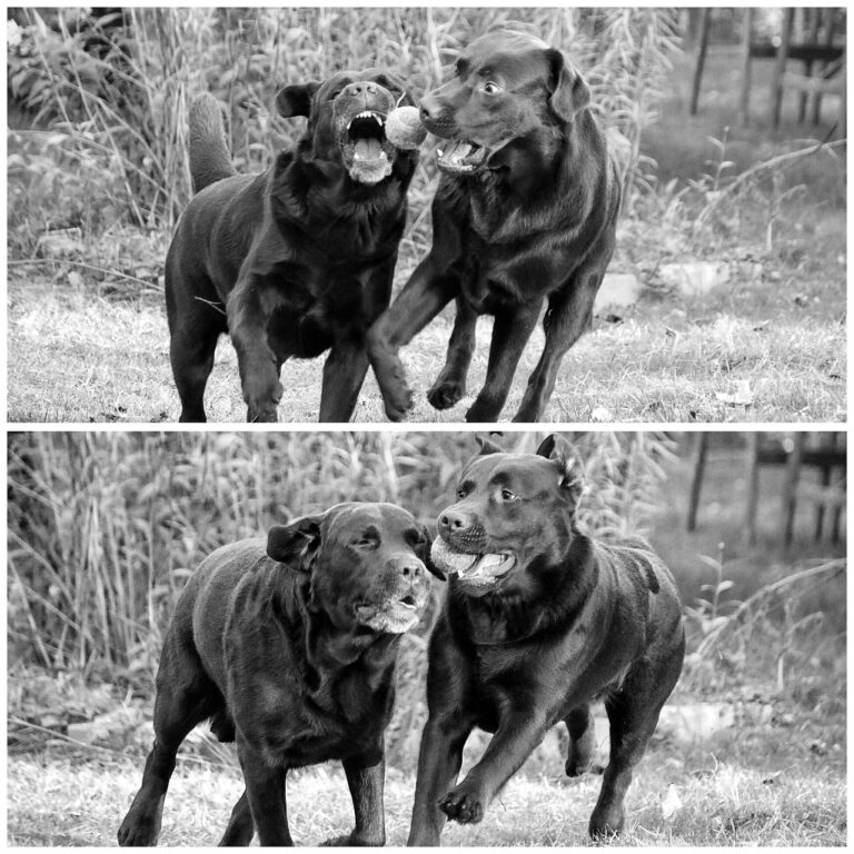 How to Address Issues of Discrimination and Harassment in Youth Cricket: Cricketbet999, 11xplay online id, Betbhai9